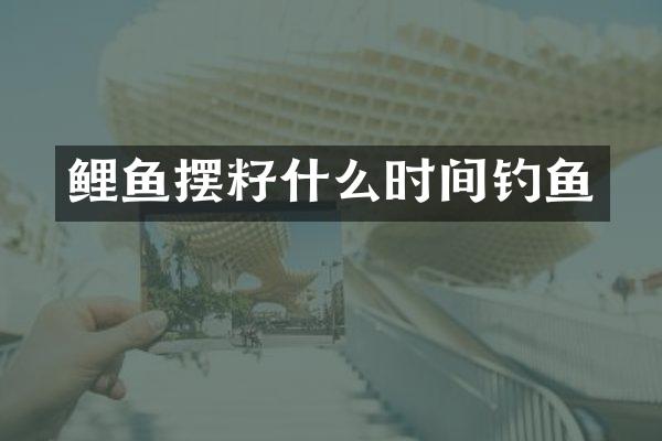 鲤鱼摆籽什么时间钓鱼