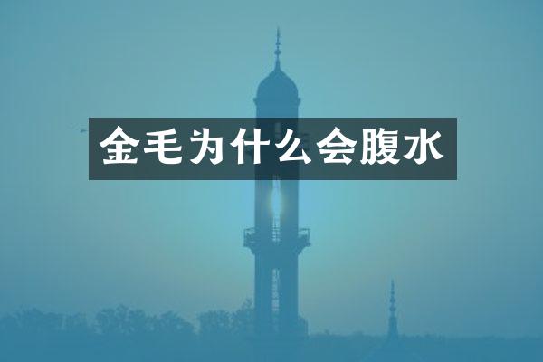 金毛为什么会腹水