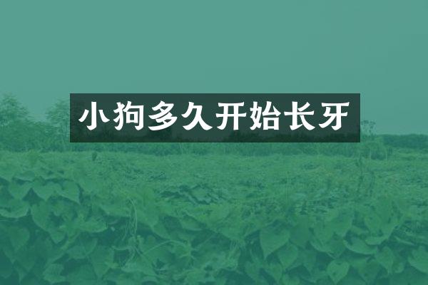 小狗多久开始长牙