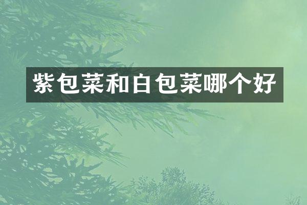 紫包菜和白包菜哪个好
