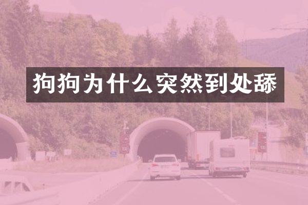 狗狗为什么突然到处舔