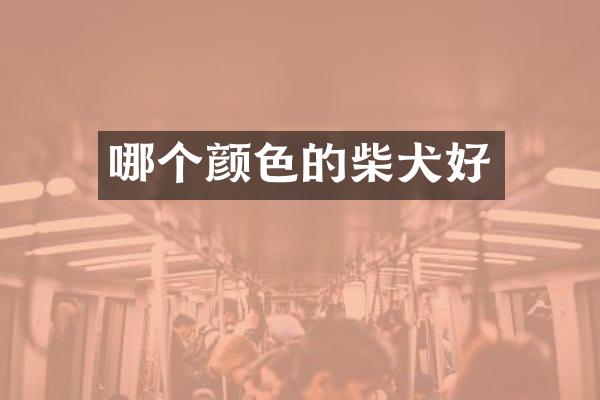 哪个颜色的柴犬好