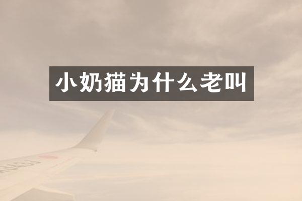 小奶猫为什么老叫