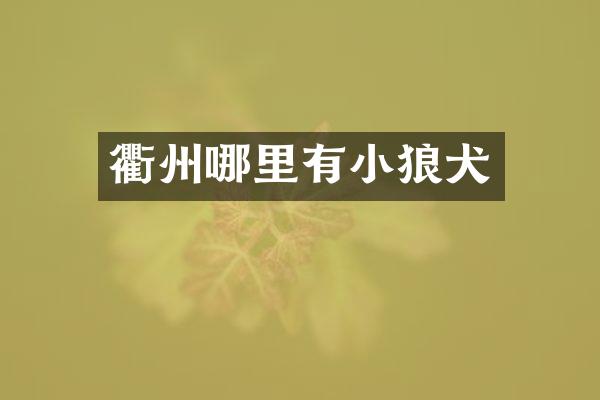 衢州哪里有小狼犬