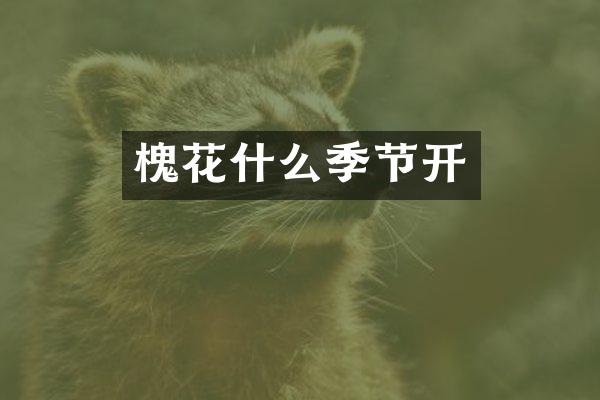 槐花什么季节开