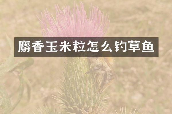 麝香玉米粒怎么钓草鱼