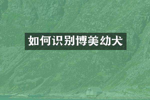 如何识别博美幼犬