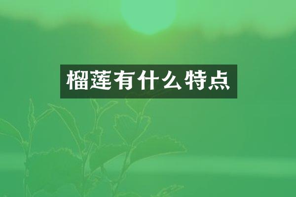 榴莲有什么特点