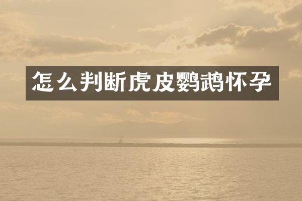 怎么判断虎皮鹦鹉怀孕