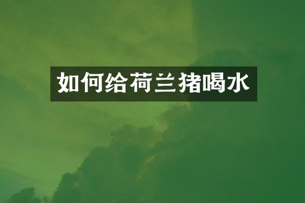 如何给荷兰猪喝水