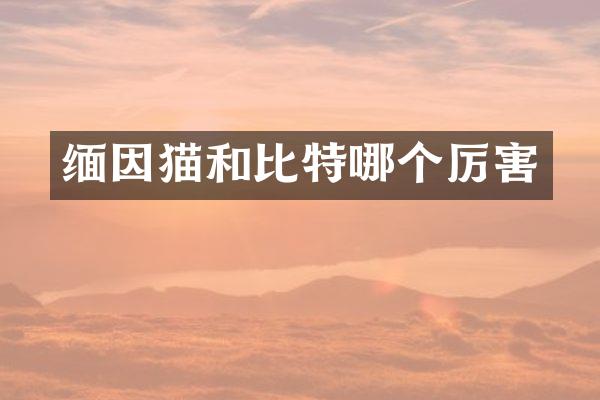 缅因猫和比特哪个厉害