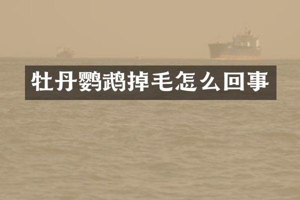 牡丹鹦鹉掉毛怎么回事