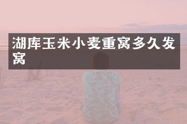 湖库玉米小麦重窝多久发窝