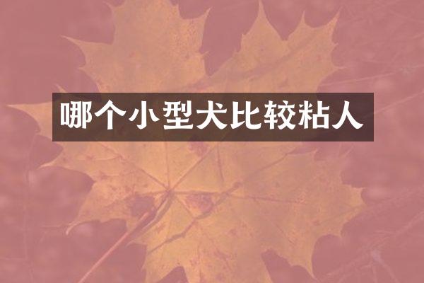 哪个小型犬比较粘人