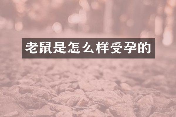 老鼠是怎么样受孕的