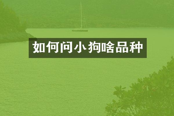 如何问小狗啥品种