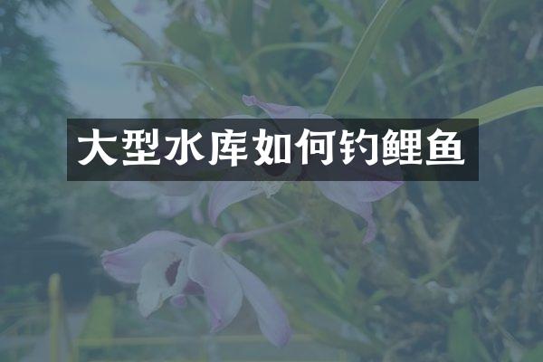 大型水库如何钓鲤鱼