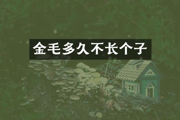 金毛多久不长个子