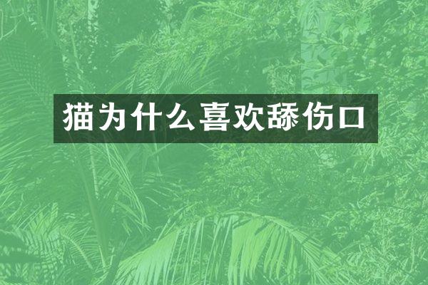 猫为什么喜欢舔伤口