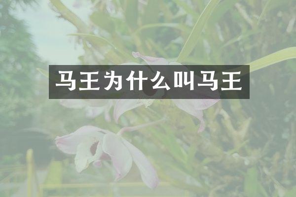 马王为什么叫马王
