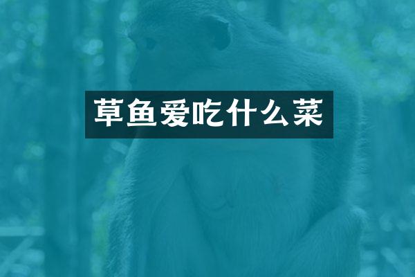 草鱼爱吃什么菜