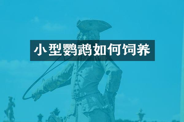 小型鹦鹉如何饲养