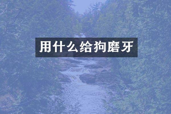 用什么给狗磨牙
