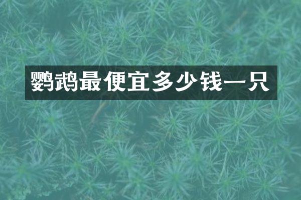 鹦鹉最便宜多少钱一只