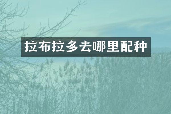 拉布拉多去哪里配种