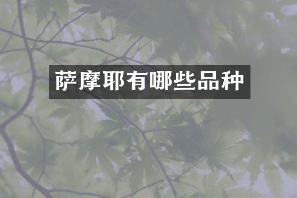 萨摩耶有哪些品种
