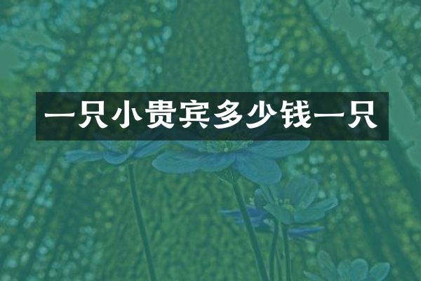 一只小贵宾多少钱一只