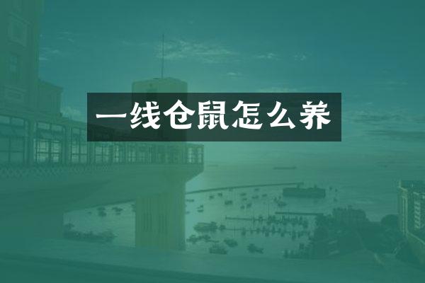 一线仓鼠怎么养