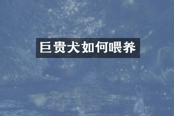 巨贵犬如何喂养