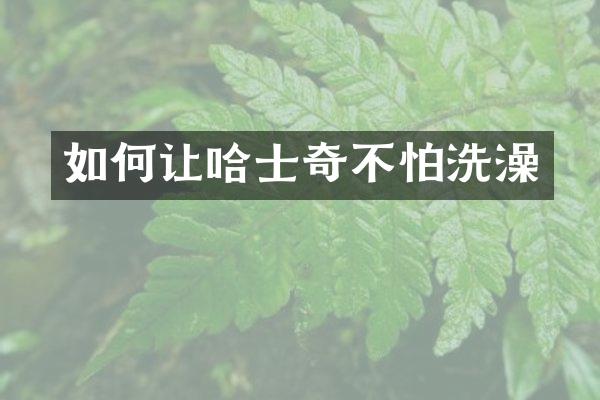 如何让哈士奇不怕洗澡