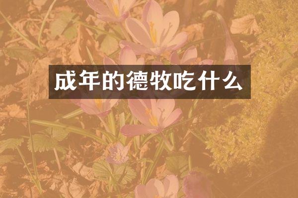 成年的德牧吃什么