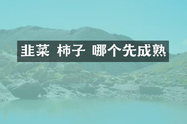 韭菜 柿子 哪个先成熟