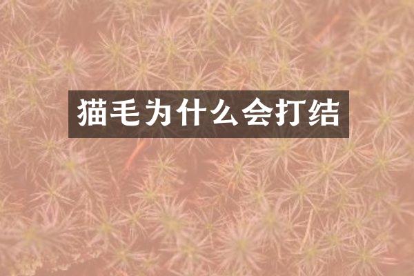 猫毛为什么会打结