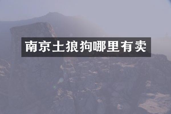 南京土狼狗哪里有卖