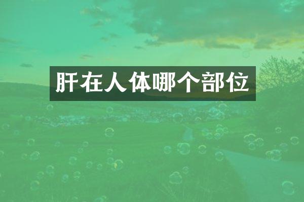 肝在人体哪个部位