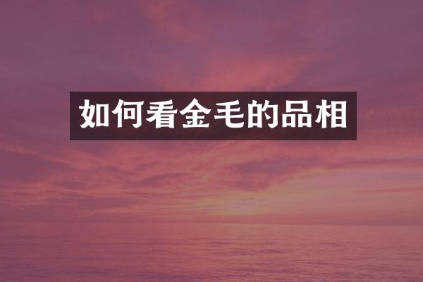 如何看金毛的品相
