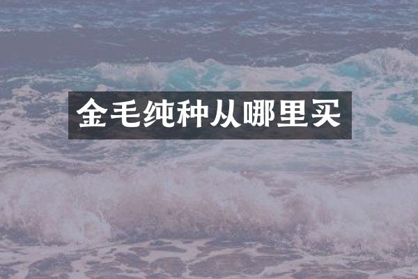 金毛纯种从哪里买