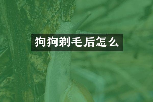 狗狗剃毛后怎么