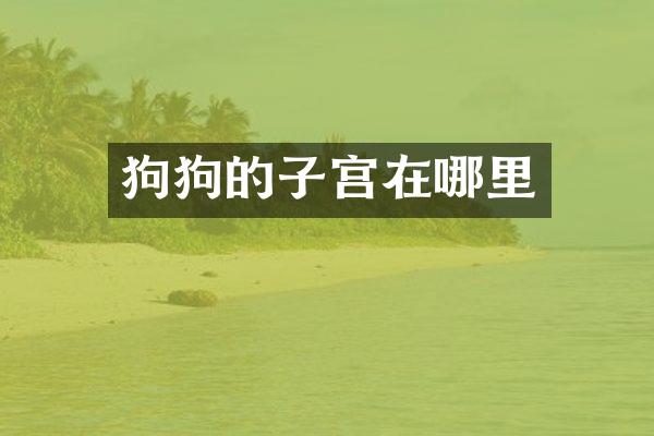 狗狗的子宫在哪里