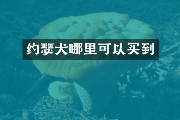 约瑟犬哪里可以买到