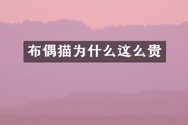 布偶猫为什么这么贵