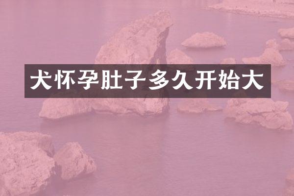 犬怀孕肚子多久开始大