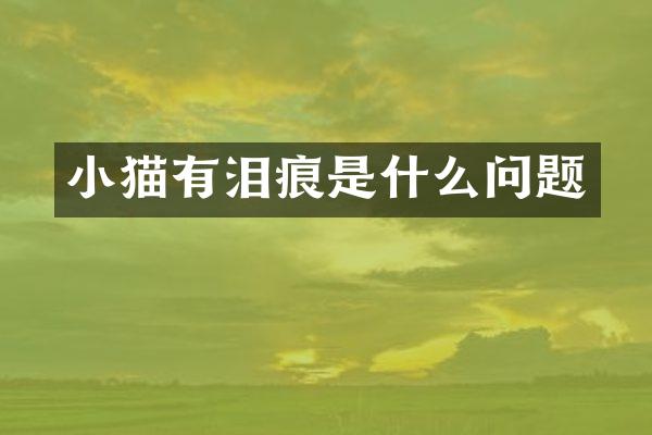 小猫有泪痕是什么问题