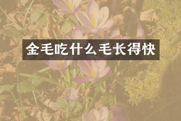 金毛吃什么毛长得快