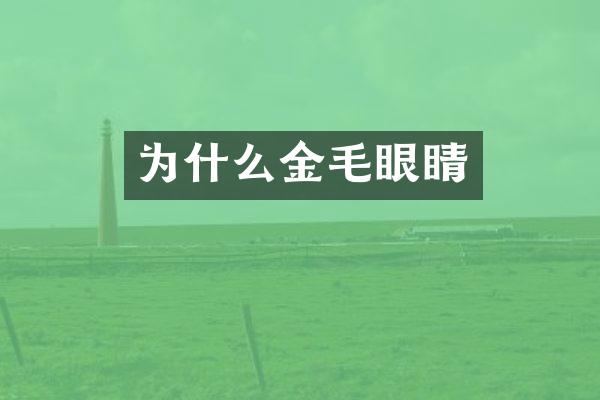 为什么金毛眼睛