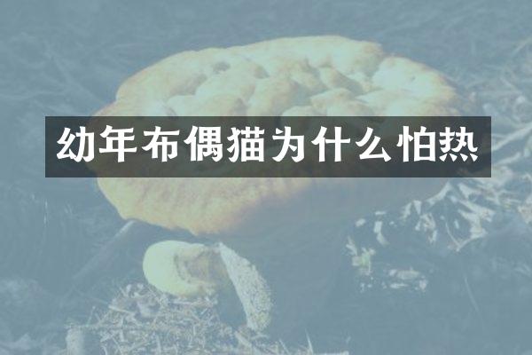 幼年布偶猫为什么怕热